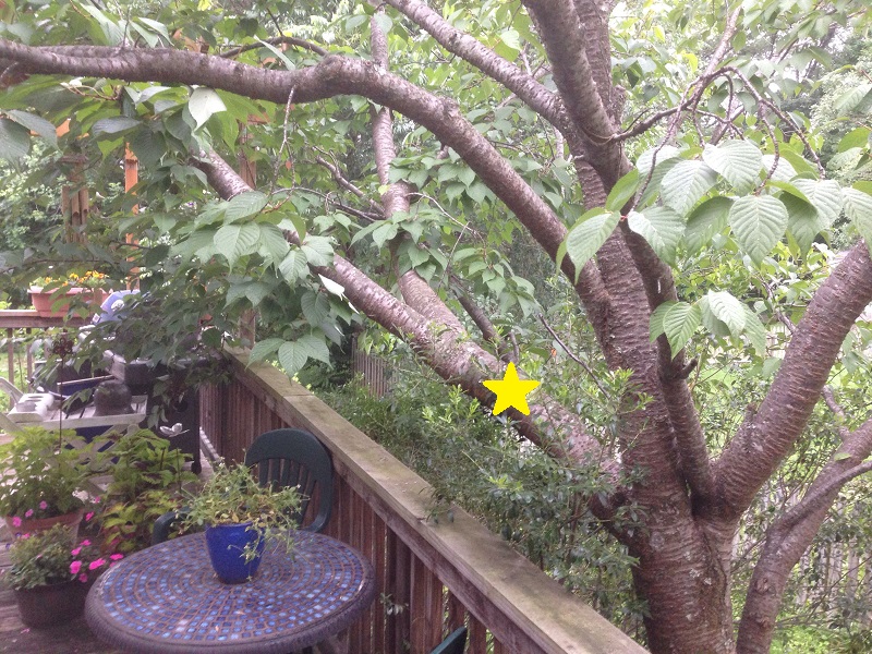 tree-branch.jpg