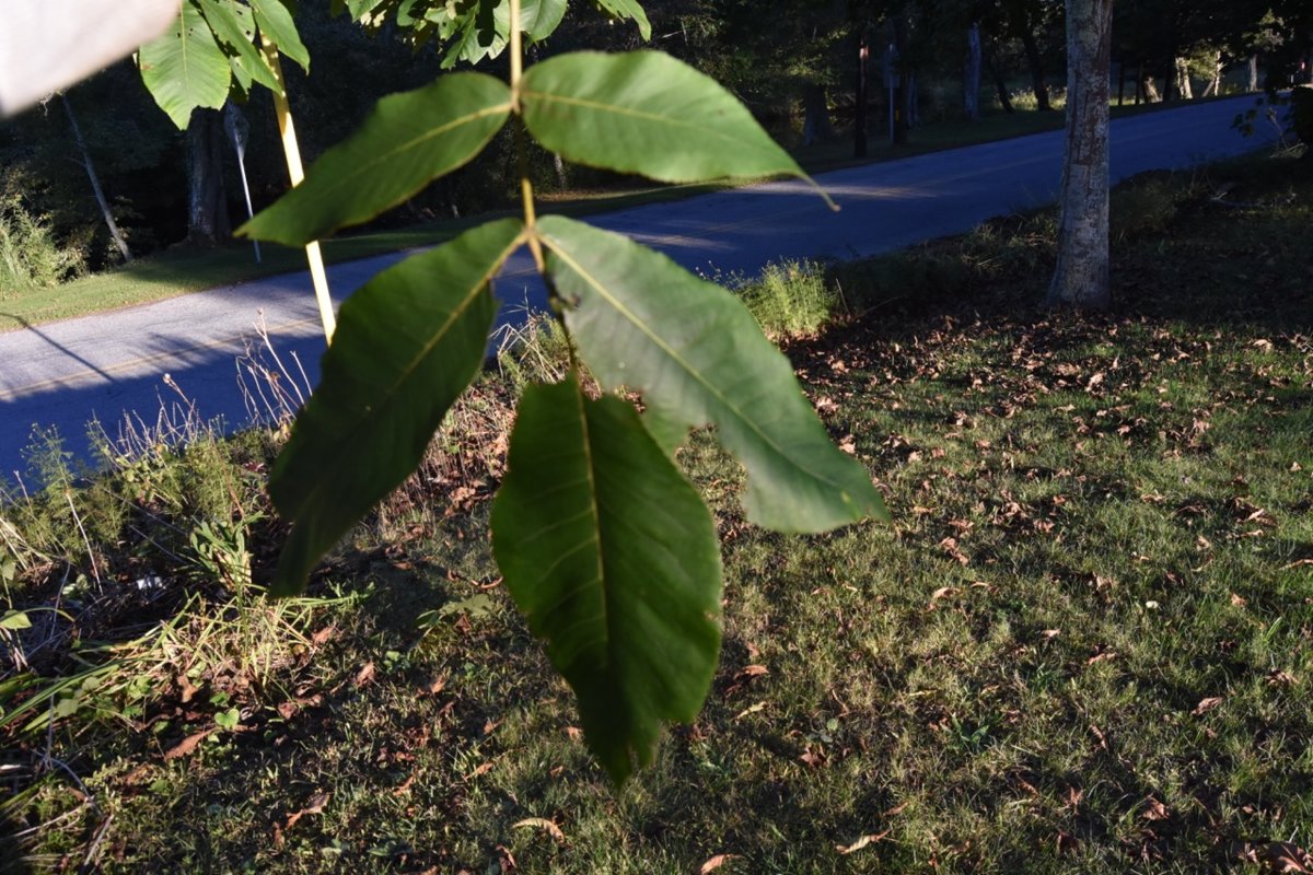 tree leaves.jpg