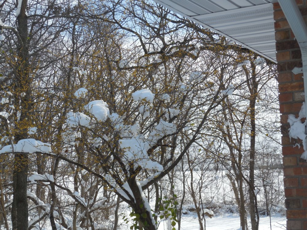 tree witch hazel 2.JPG