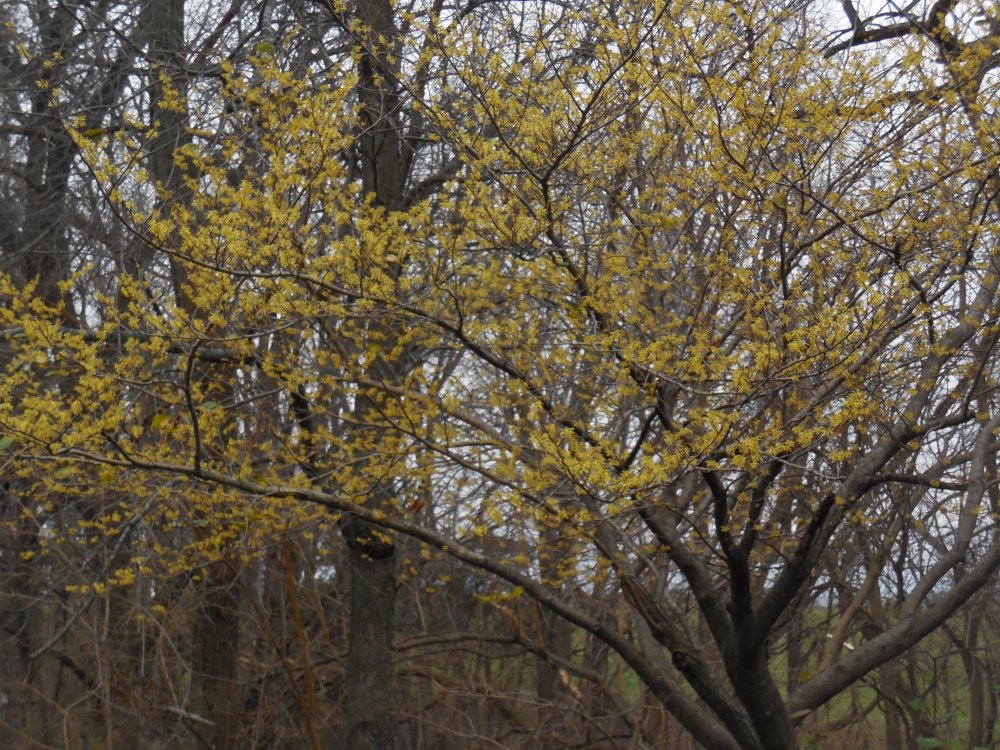 tree witch hazel.JPG