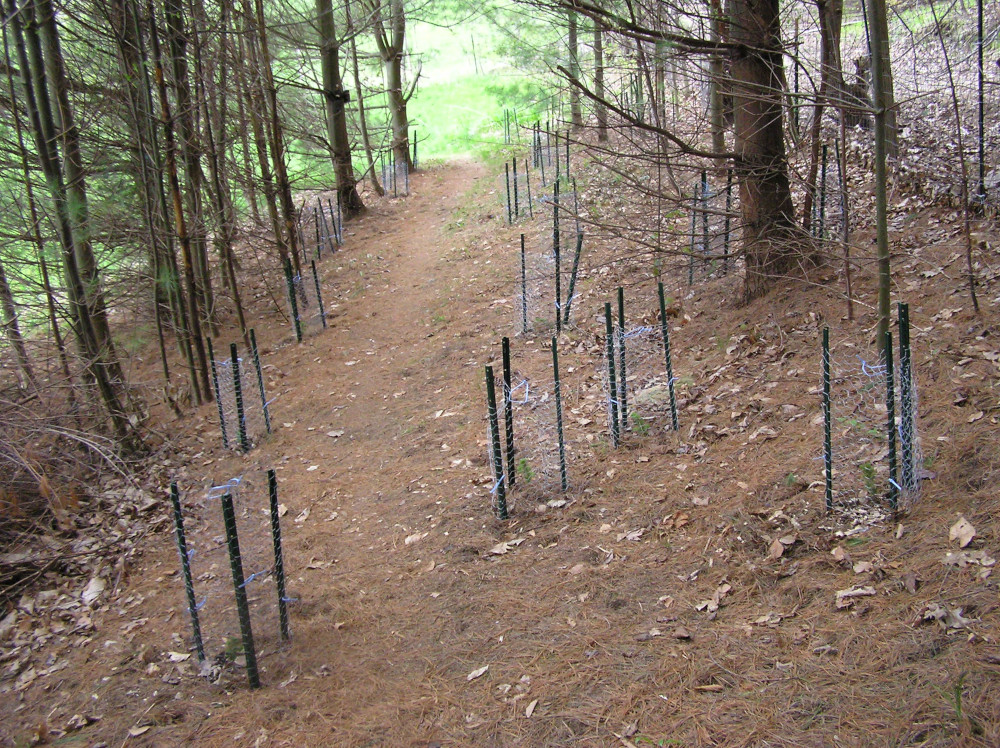 TreeCages2020.JPG
