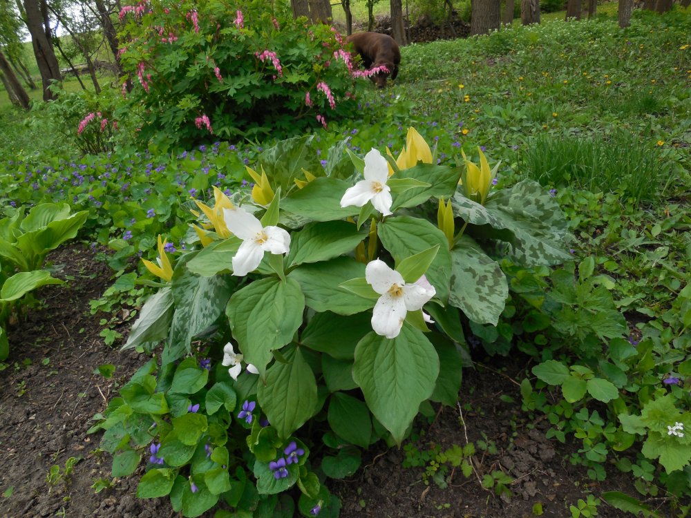 trillium duo.JPG
