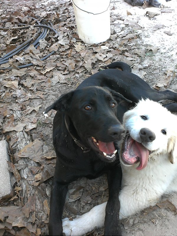 Trip best buddies.jpg