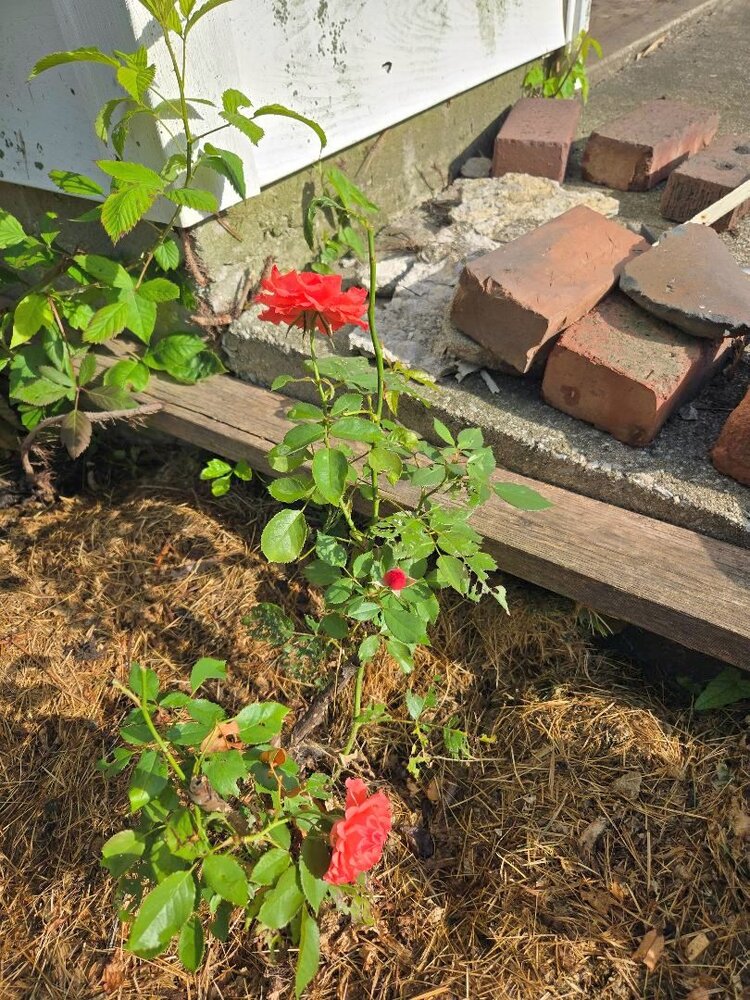 Tropicana rose, 06-30-25.jpg