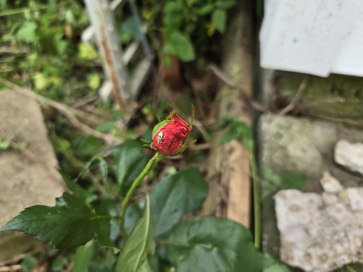 Tropicana rose bud and bug, 05-20-25.jpg
