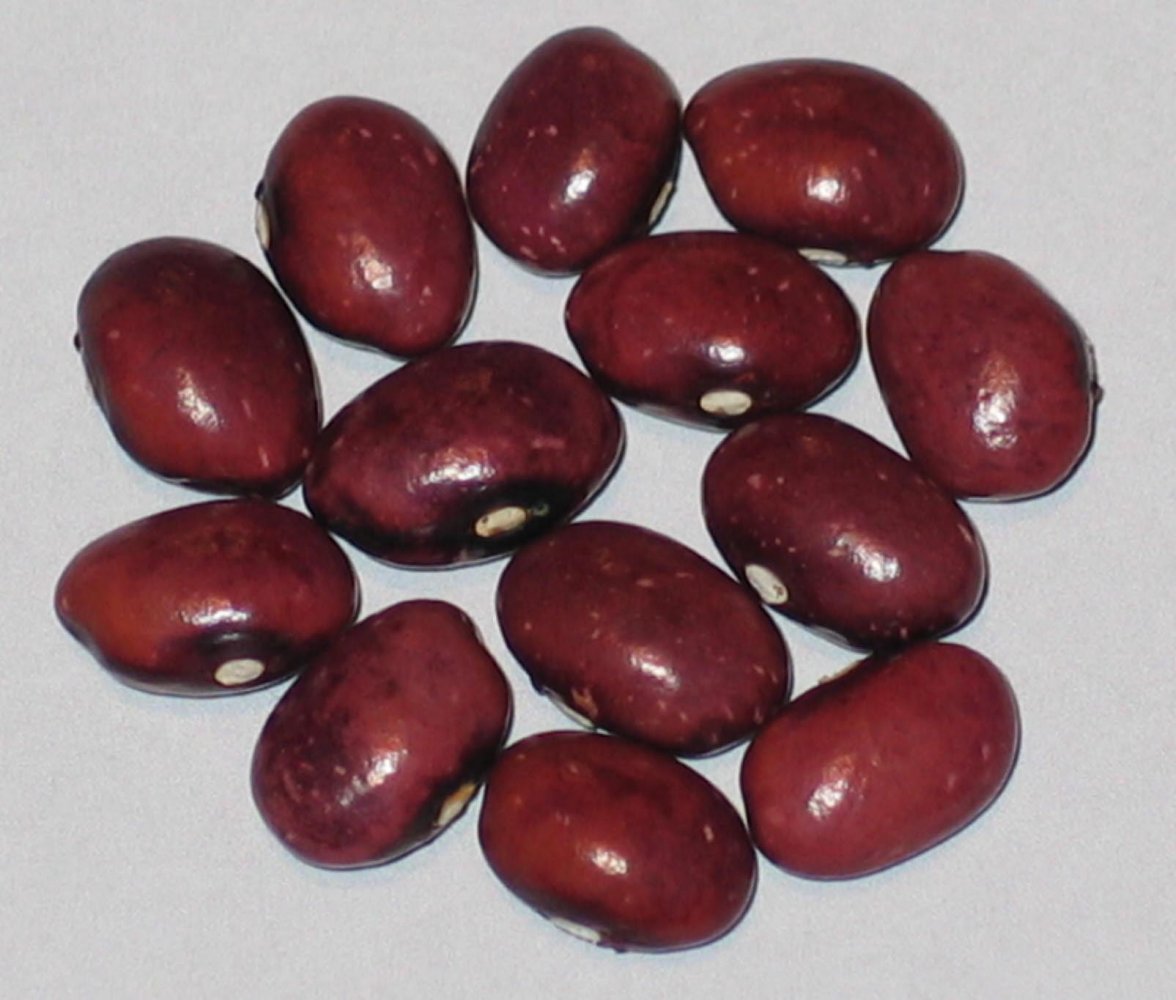 True Red Cranberry Outcross Seg #1.JPG