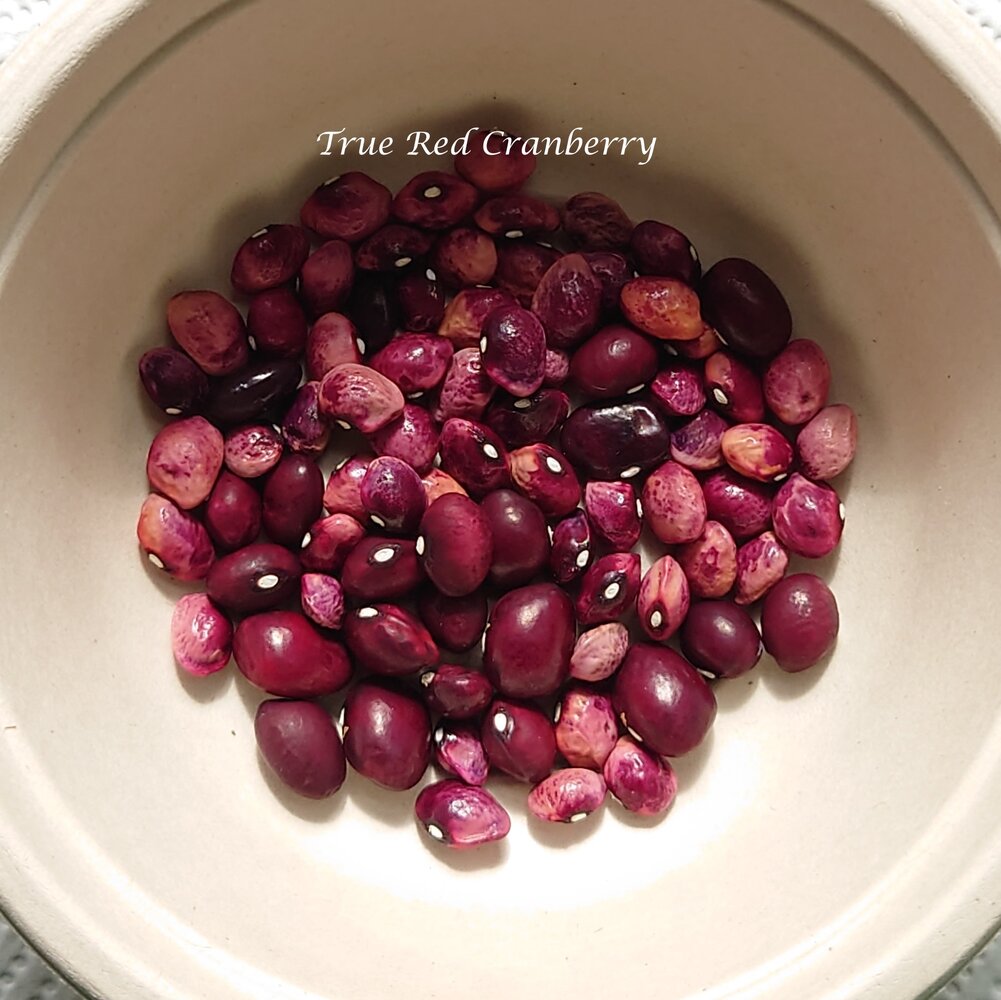 True_Red_Cranberry_2025_b_DSC_8224~2.jpg