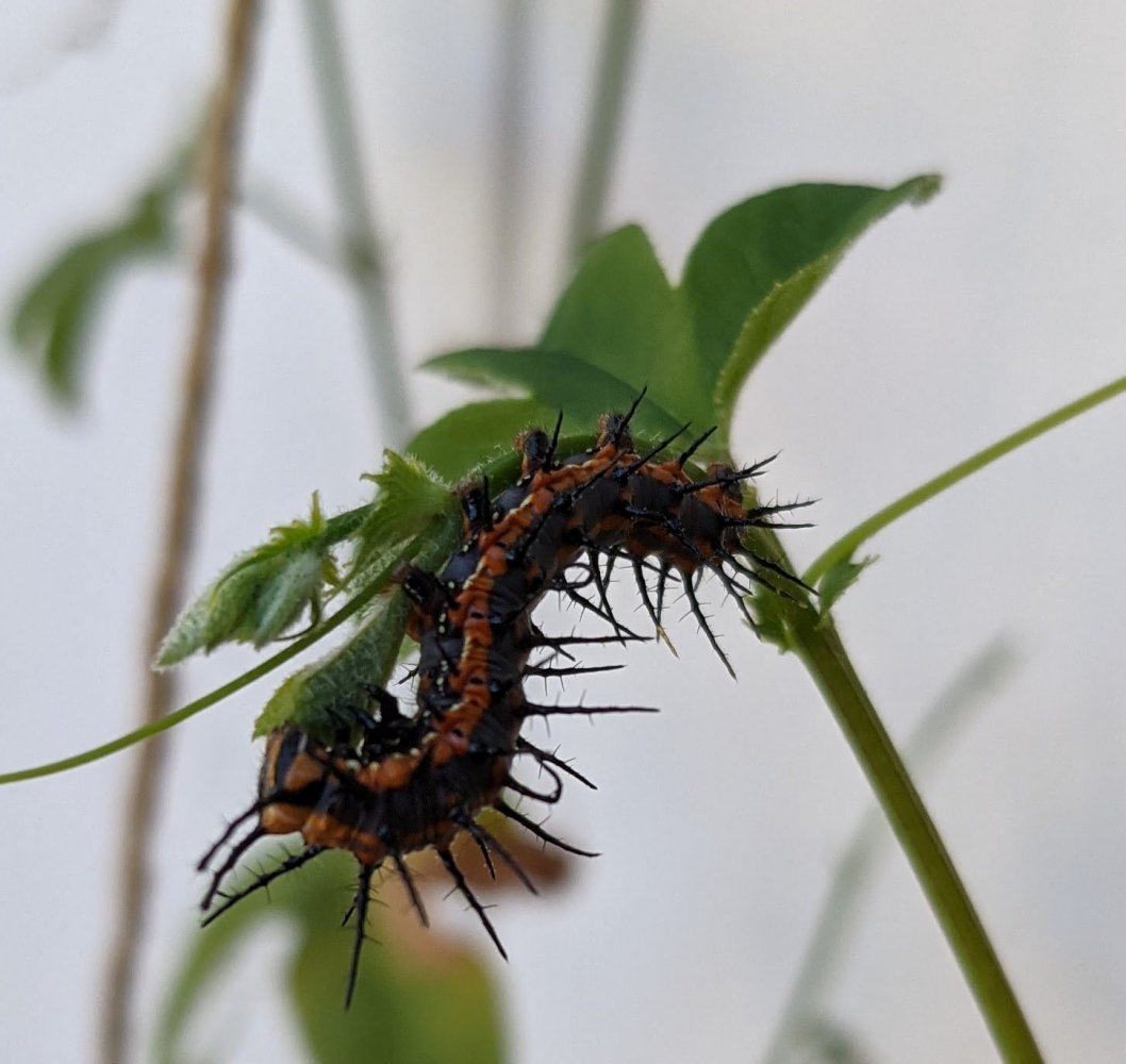 trumpet-vine-caterpillar.jpg