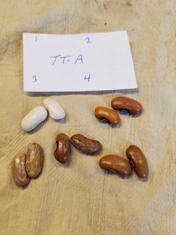 TT A Beans.jpg