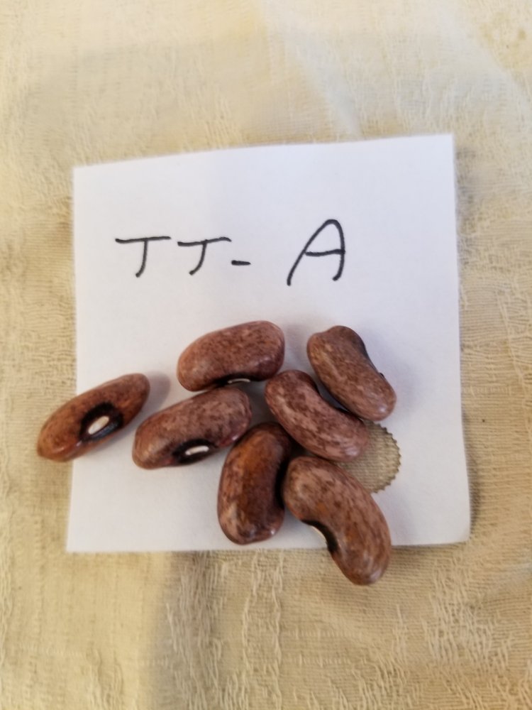 TT-A.jpg