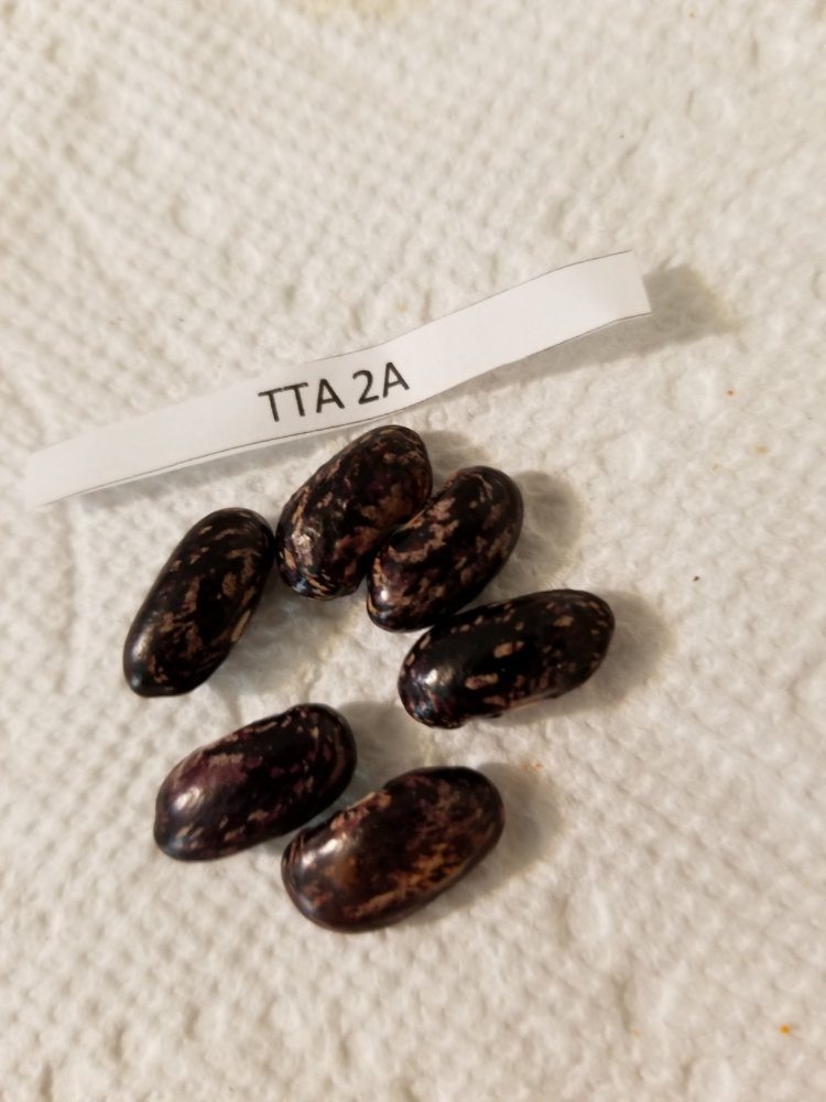 TTA 2A Planted.jpg