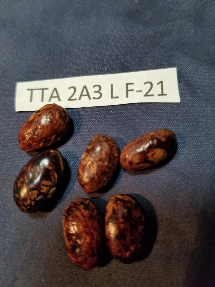 TTA 2A3L.jpg