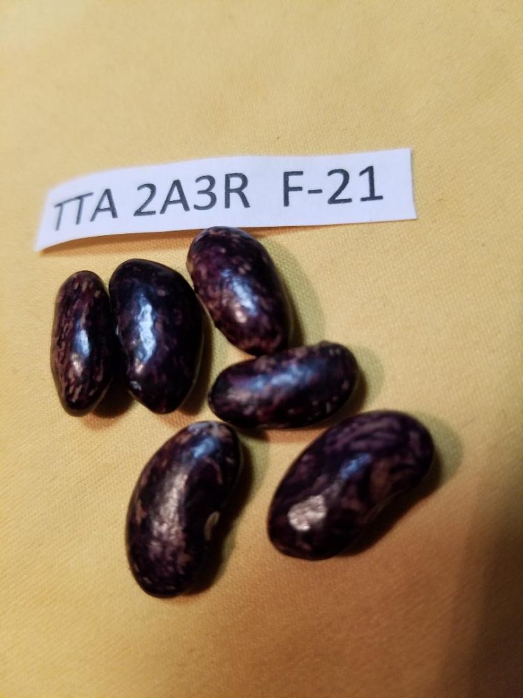 TTA 2A3R.jpg
