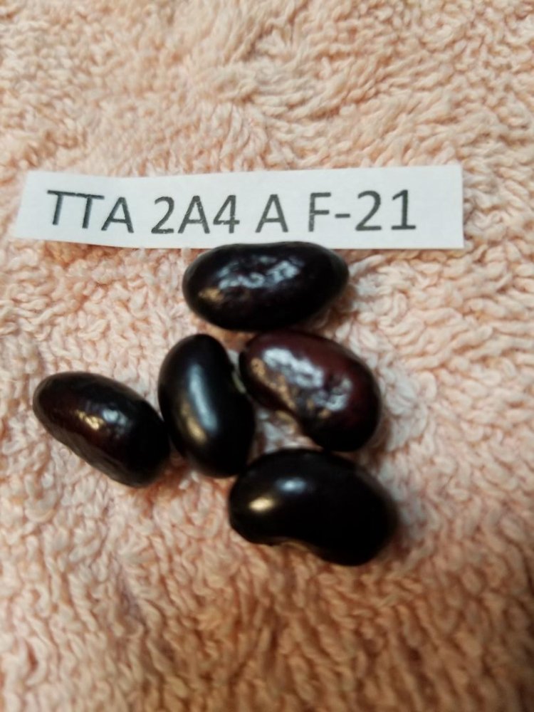 TTA 2A4A.jpg