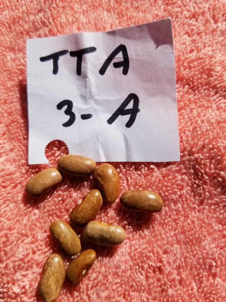 TTA 3A.jpg