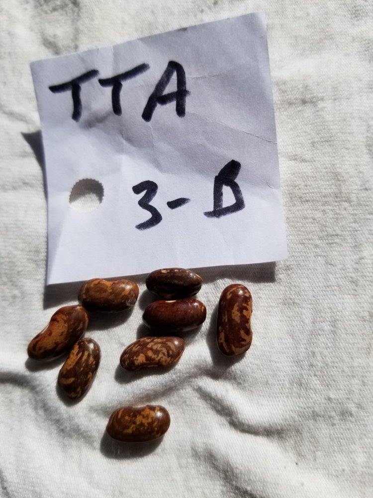 TTA 3B.jpg