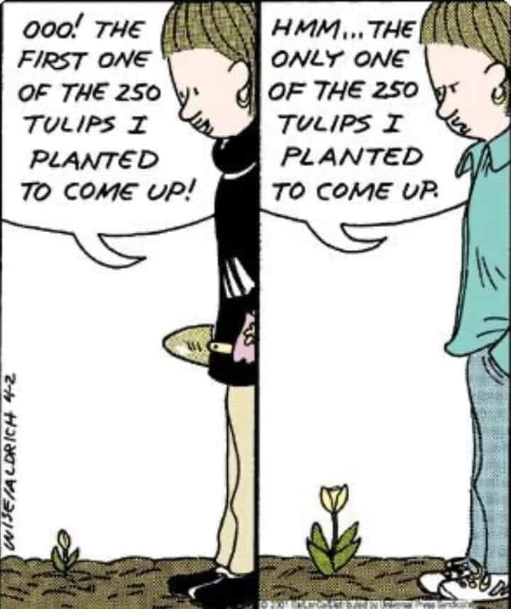 tulip funny.jpg