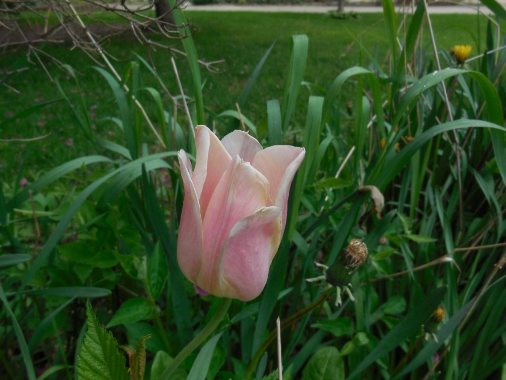 tulip pink.JPG
