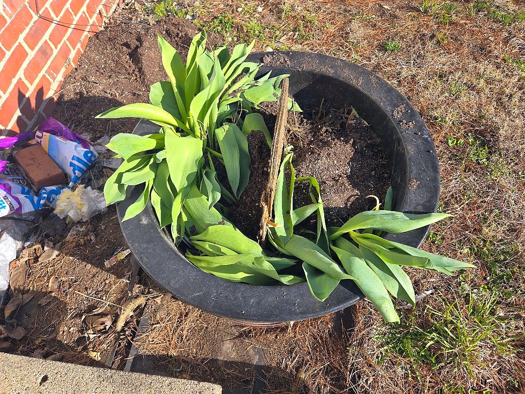 Tulips, dug up 03-21-25.jpg