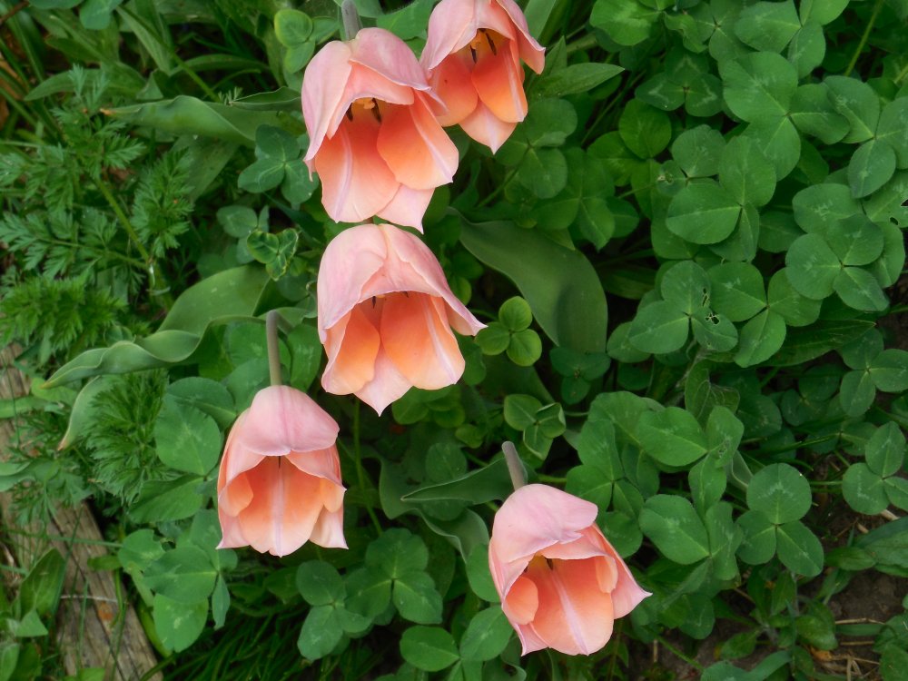 Tulips Shirley.JPG