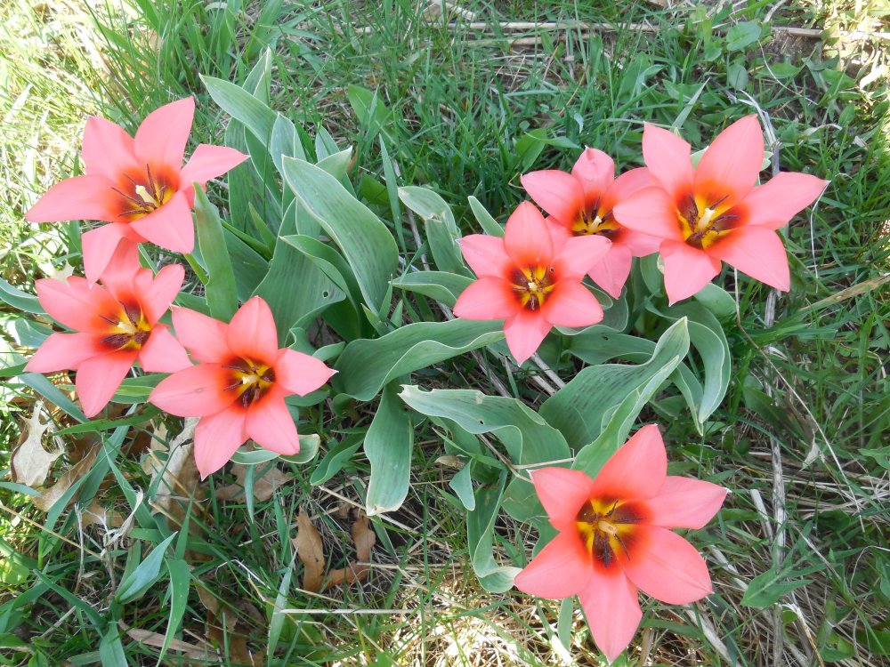 Tulips species.JPG