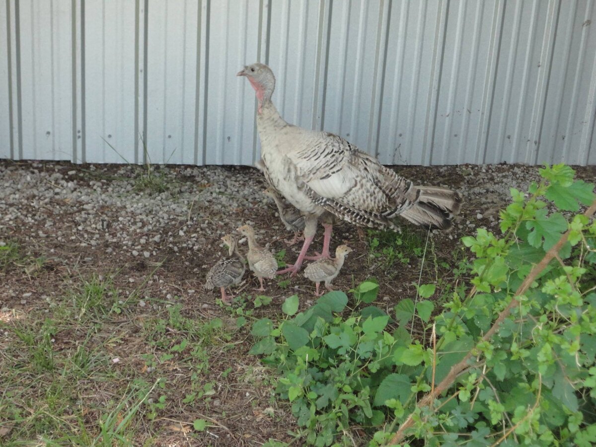 Turkey hen and chicks.jpg