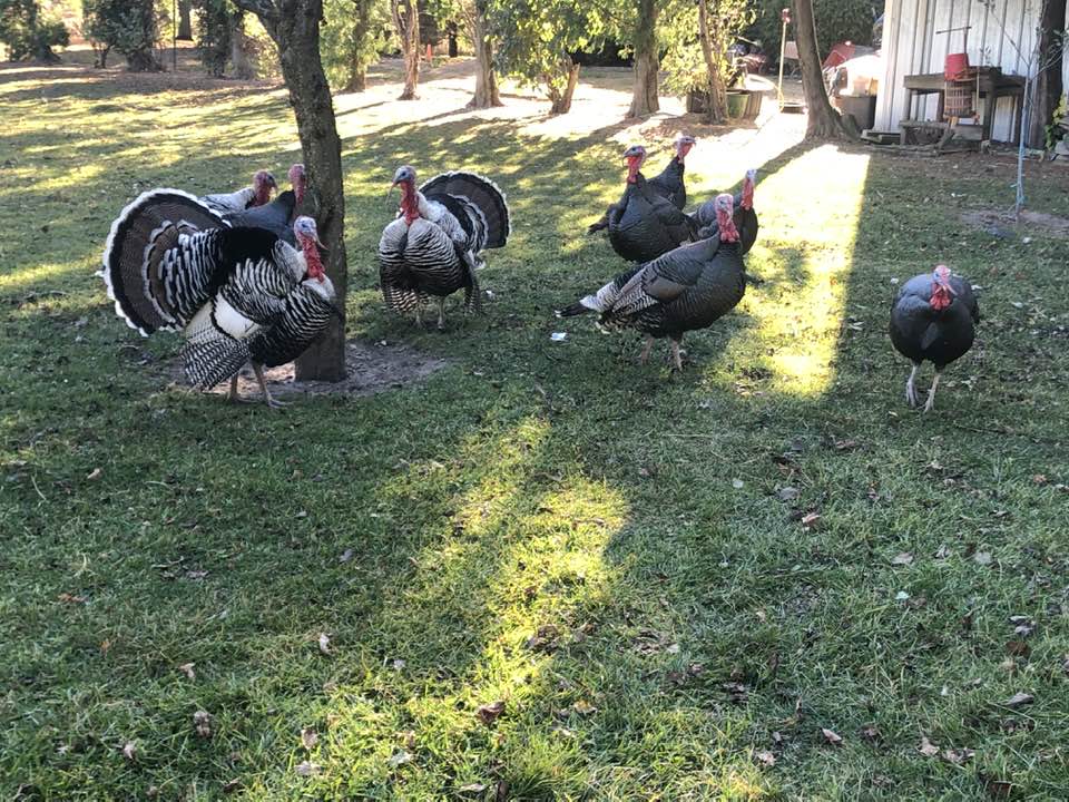 turkey yard.jpg