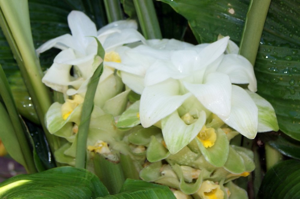 turmeric blossom.JPG