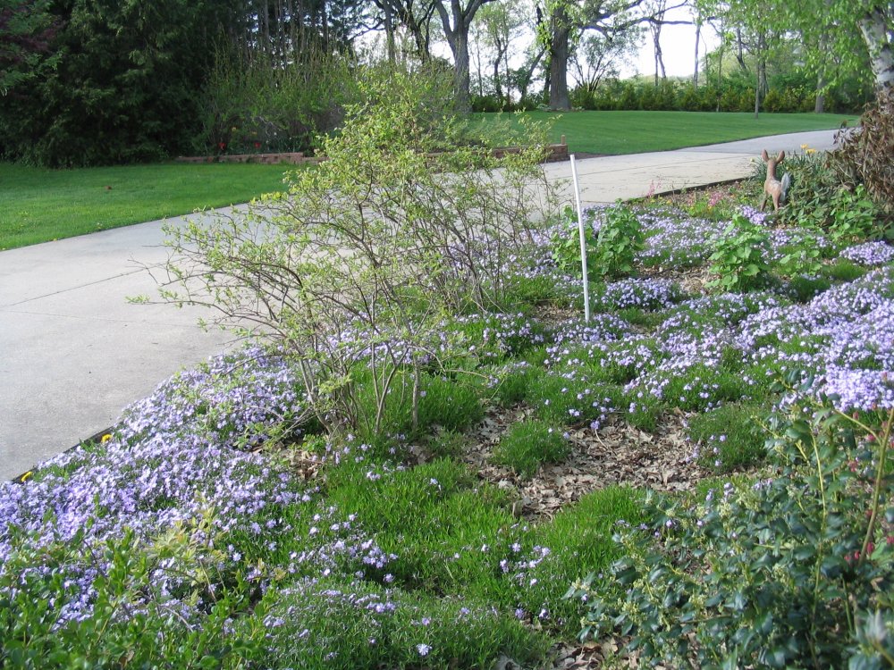 Turnaround spring to butterfly garden.JPG