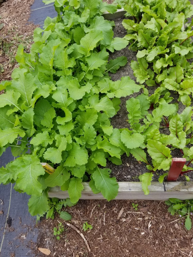 Turnips Beets.jpg