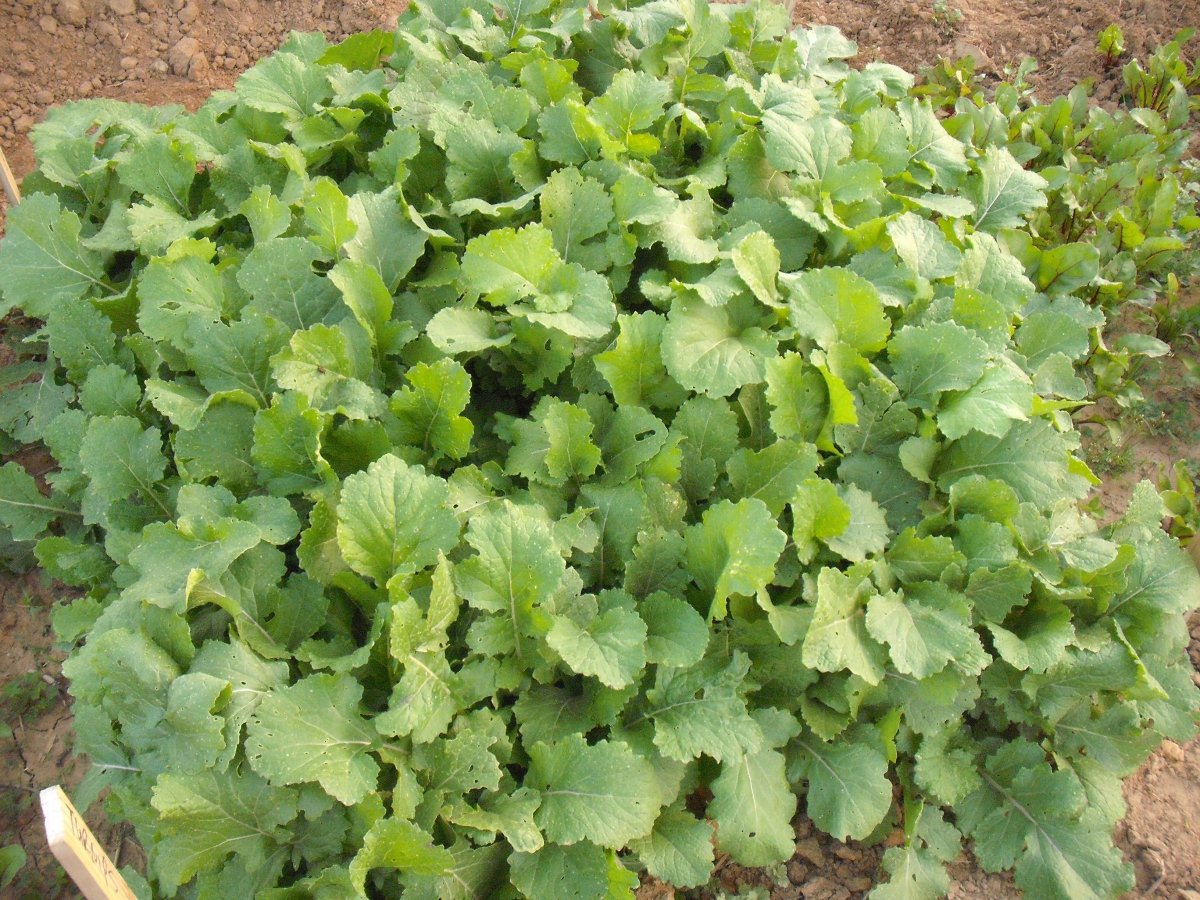 Turnips.JPG