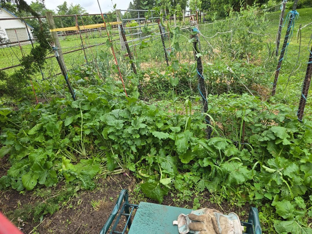Turnips up, 06-15-25, #1.jpg