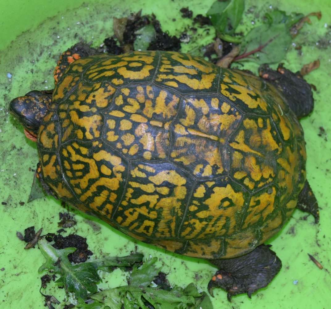 turtle teg.jpg