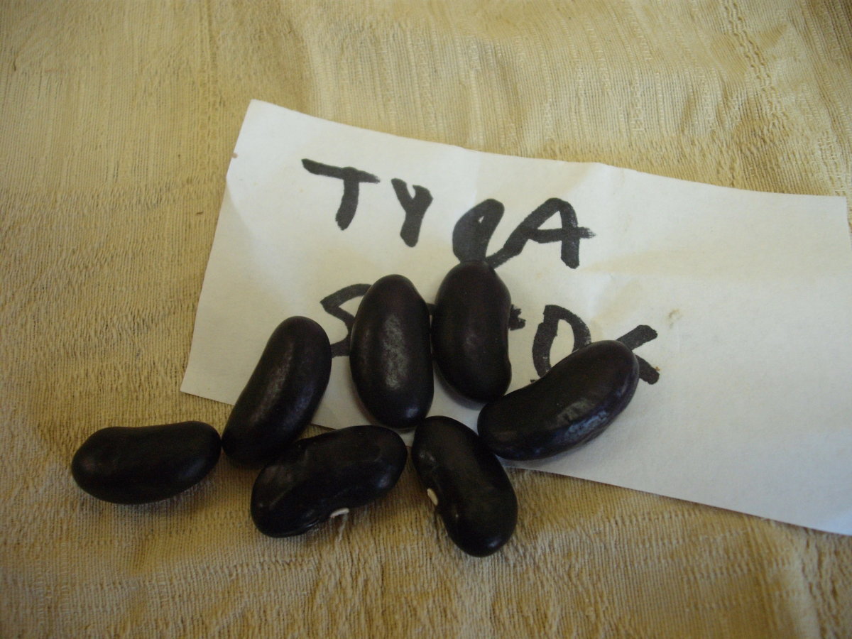 Tyra.JPG