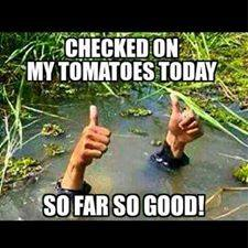 underwater tomatoes.png
