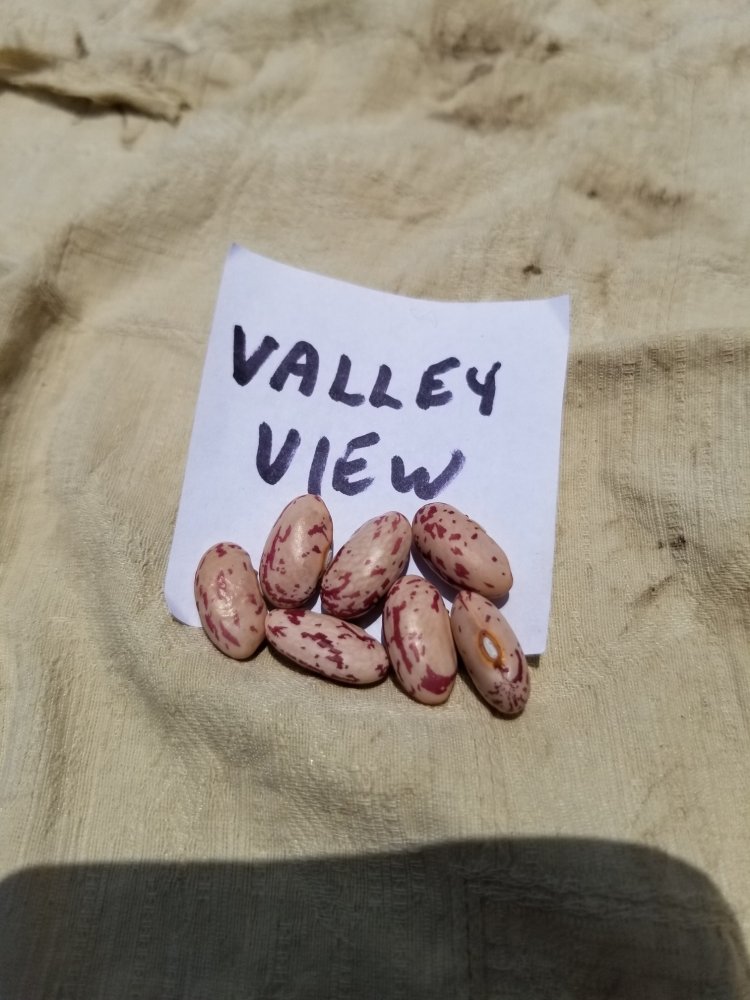 Valley View.jpg