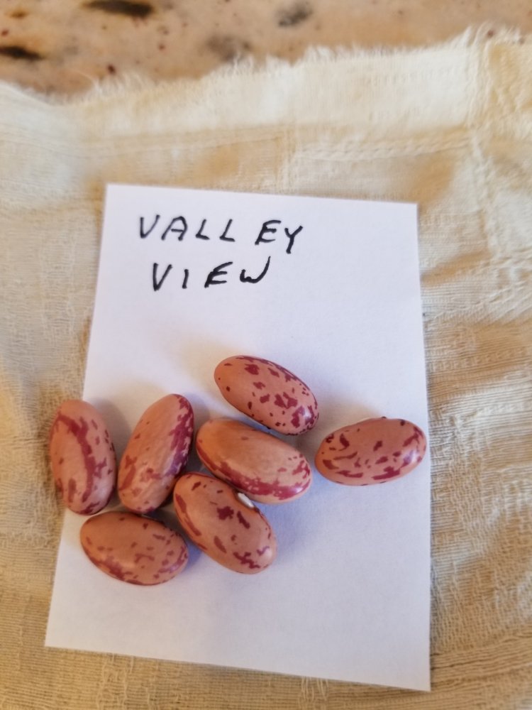 Valley View.jpg
