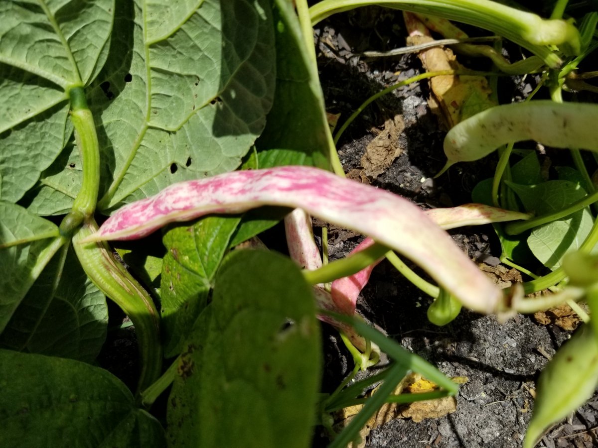Valley View Ripe Pod.jpg