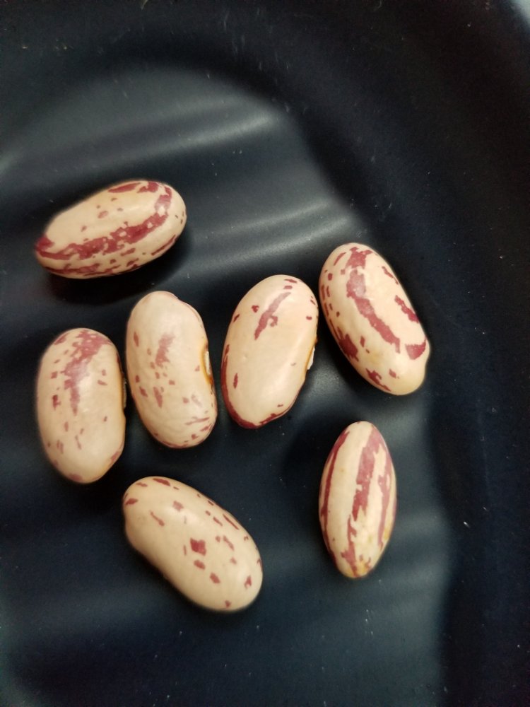 Valley View Seeds.jpg