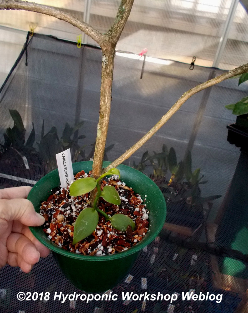vanilla planfolia.jpg