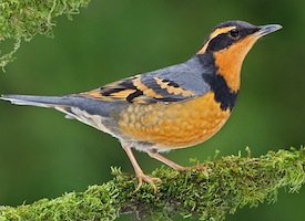 varied thrush.jpg