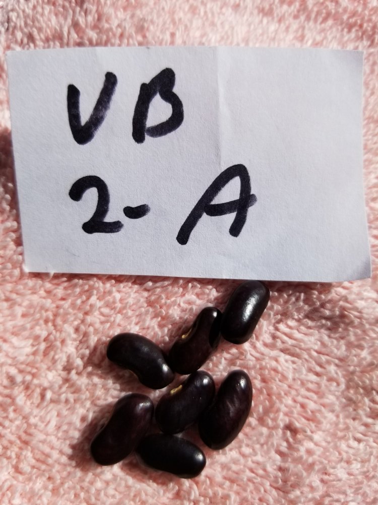 VB 2A.jpg