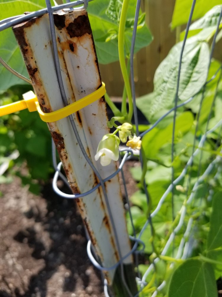 VB 2B Bloom Yellow White.jpg