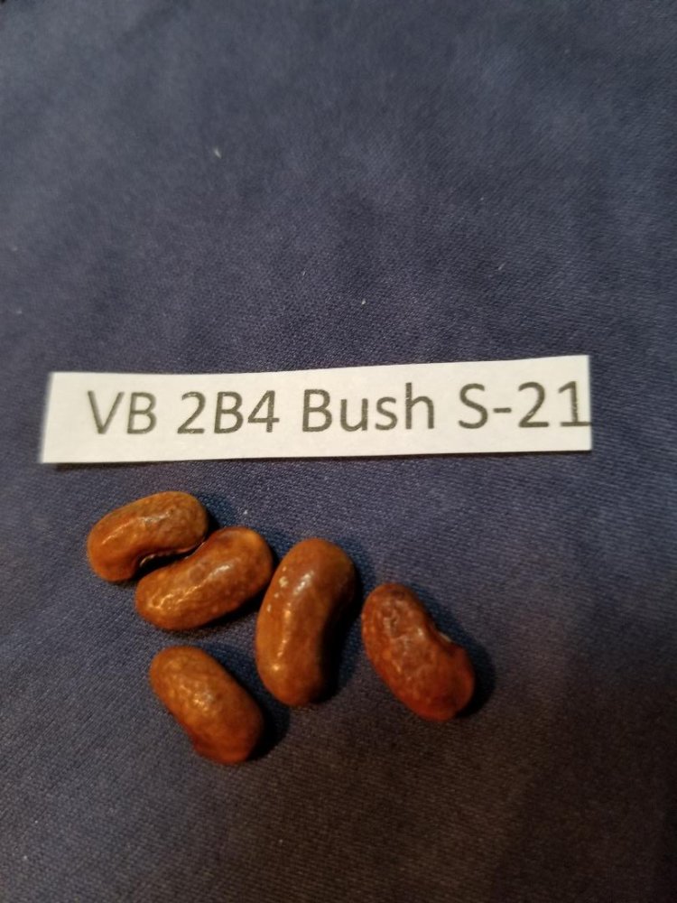 VB 2B4.jpg