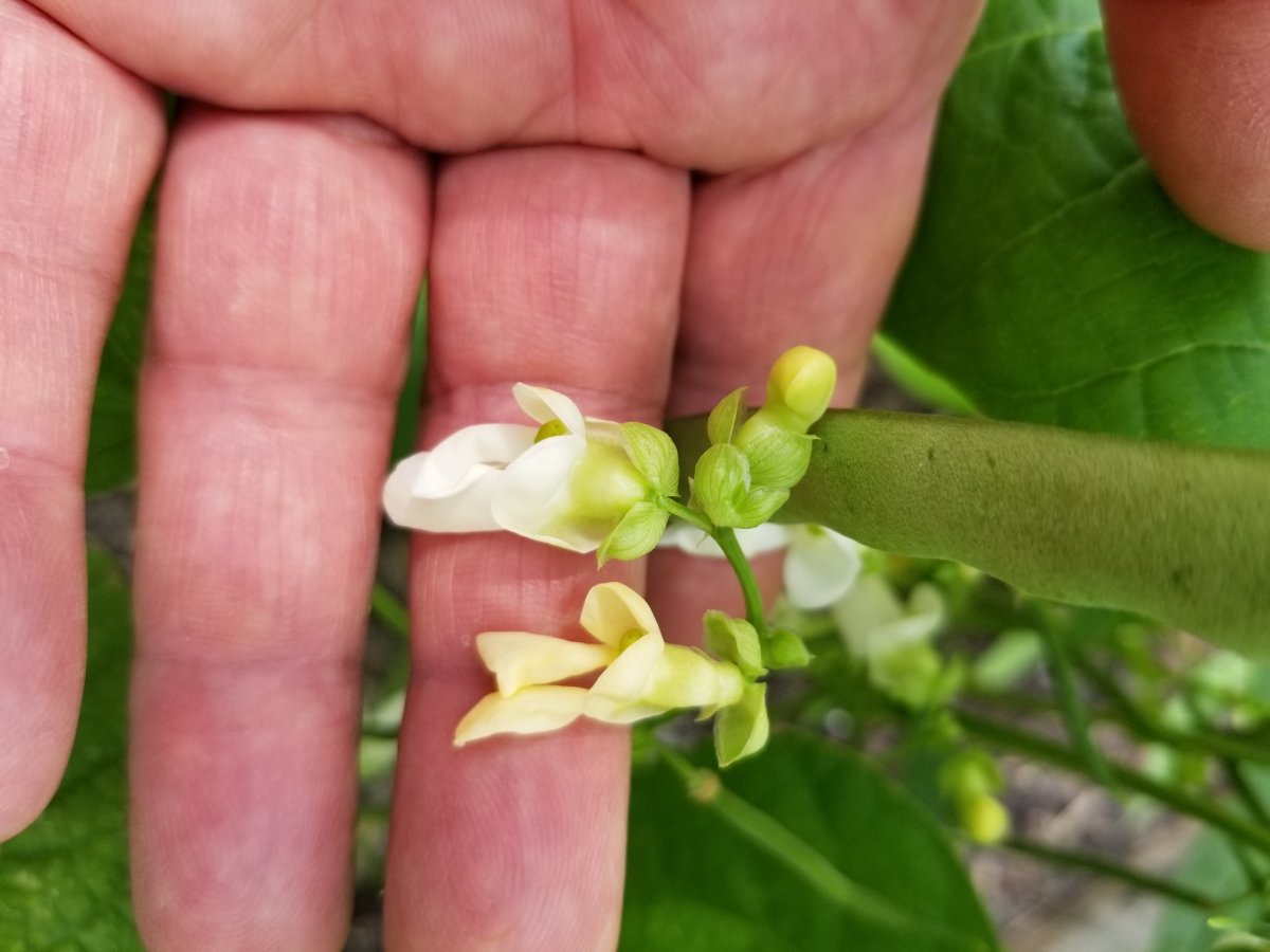 VB 3 Bush Bloom WhiteYellow.jpg