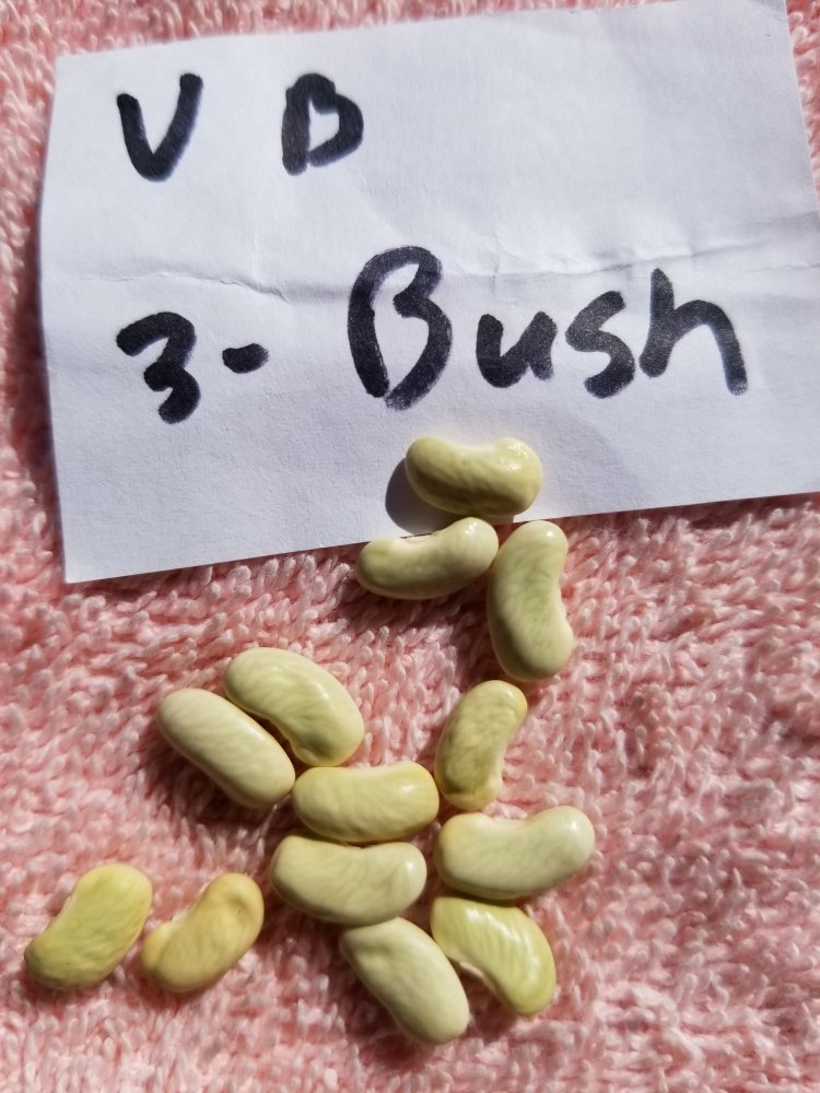 VB 3 Bush.jpg