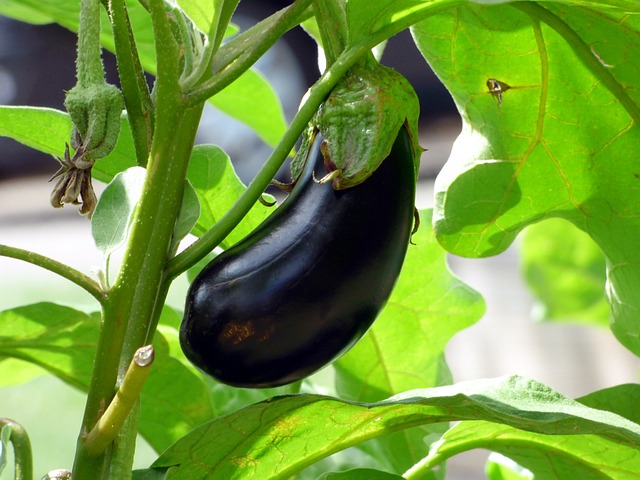 vegetable-g6d8d0f7c3_640.jpg