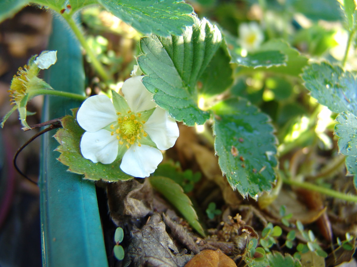 veggie garden 015.jpg