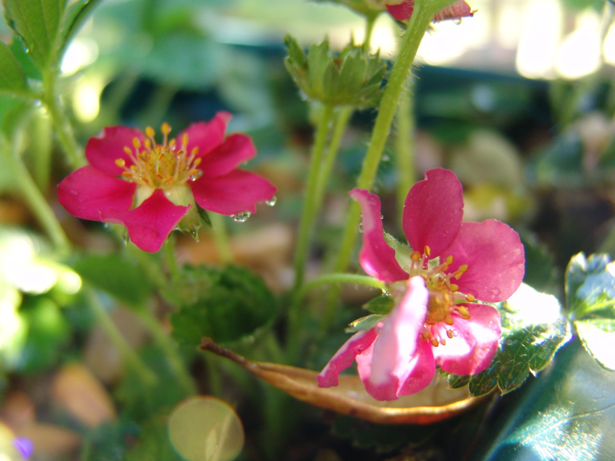 veggie garden 016.jpg