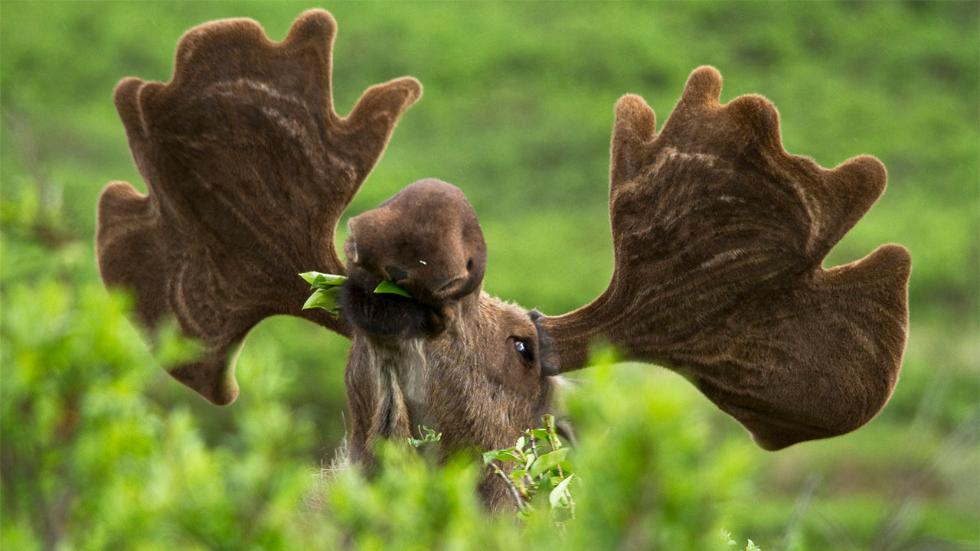 velvet moose.jpg